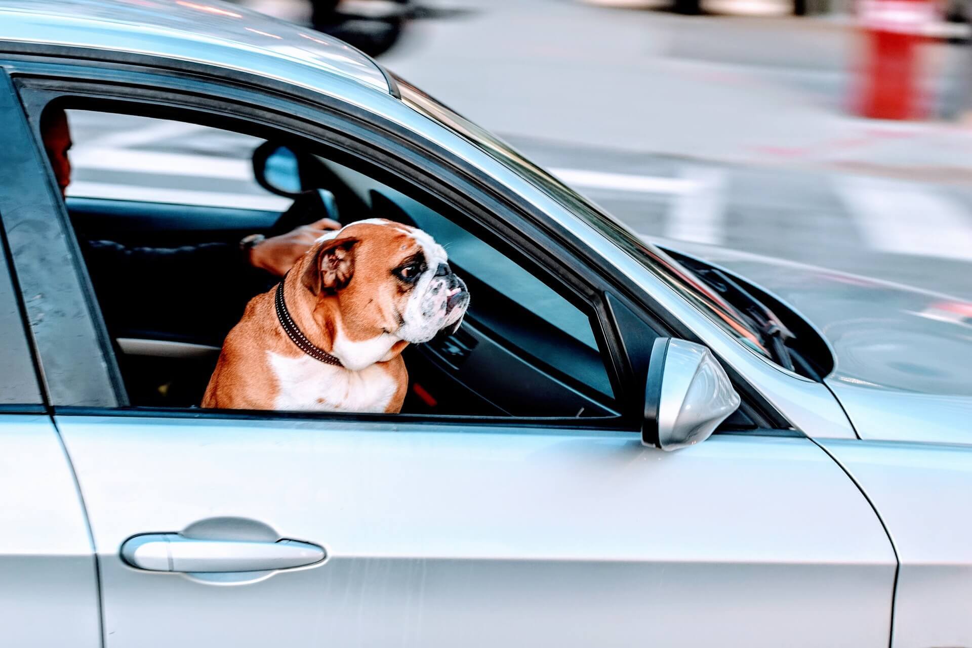 Taxi Pet Friendly